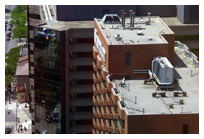 3 Chicks on the Ledge