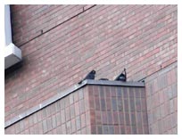 As the chicks develop they hop up on the parapet enclosing the ledge