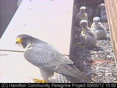 Toledo with chicks (2000)