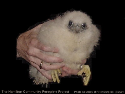 A chick in the hand....