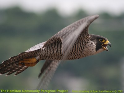 Madame X in flight (2007)