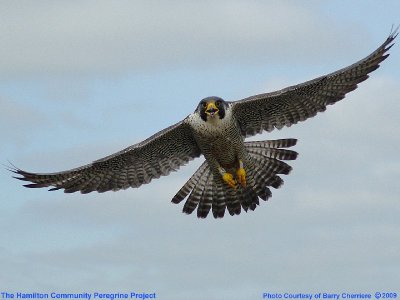Madame X in flight (2009)